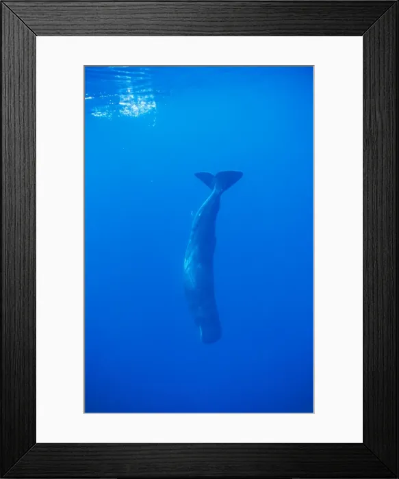 Framed Print : Sperm Whale - diving Azores Framed Print : Sperm Whale - diving Azores