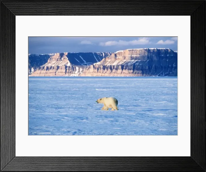 Framed Print : Polar Bear Canadian Arctic Framed Print : Polar Bear Canadian Arctic