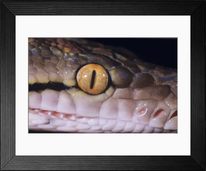 Framed Print : Reticulated Python - close-up of eye& sensory pits. South East Asia Framed Print : Reticulated Python - close-up of eye& sensory pits. South East Asia