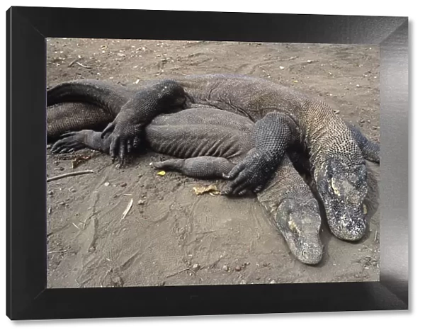Komodo Dragon - pair mating