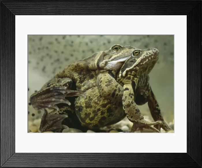 Framed Print : Common Frogs - Mating Framed Print : Common Frogs - Mating