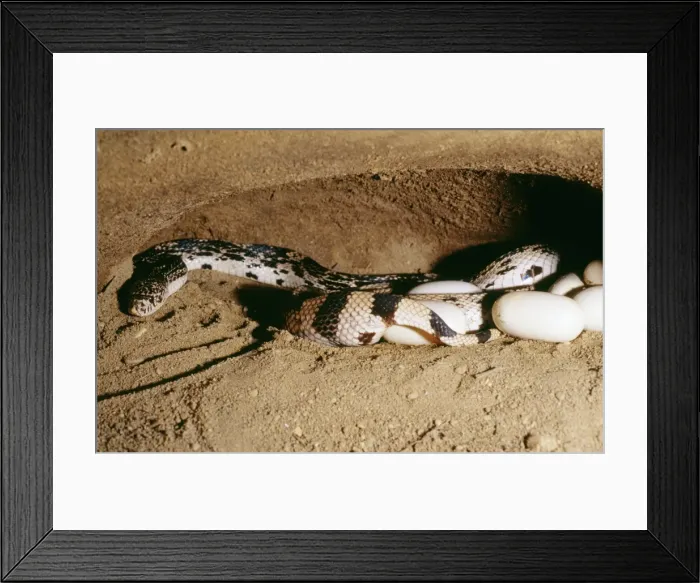 Framed Print : Northern Pine Snake Laying eggs, USA Framed Print : Northern Pine Snake Laying eggs, USA