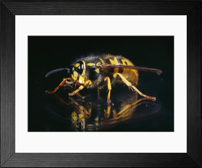 Framed Print : Queen Wasp UK Framed Print : Queen Wasp UK