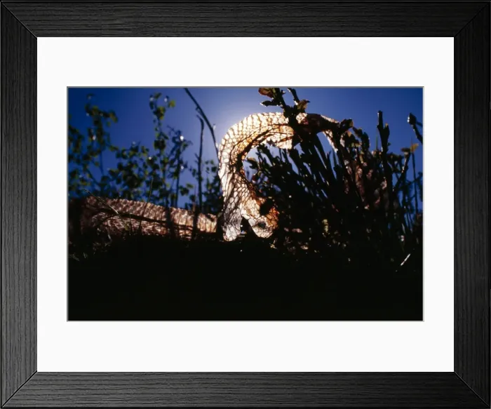 Framed Print : European Adder Shed skin of European Adder Framed Print : European Adder Shed skin of European Adder
