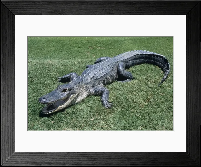 Framed Print : American Alligator Florida, USA Framed Print : American Alligator Florida, USA