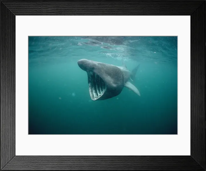 Framed Print : Basking Shark Isle of Man Framed Print : Basking Shark Isle of Man