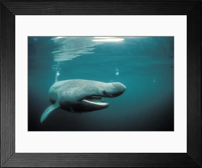 Framed Print : Basking Shark Isle of man Framed Print : Basking Shark Isle of man