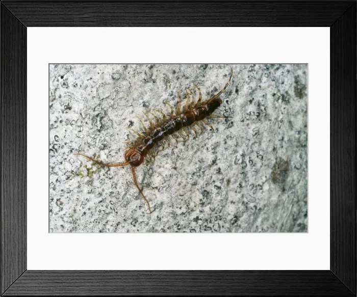 Framed Print : Centipede Lithobiomorpha Framed Print : Centipede Lithobiomorpha