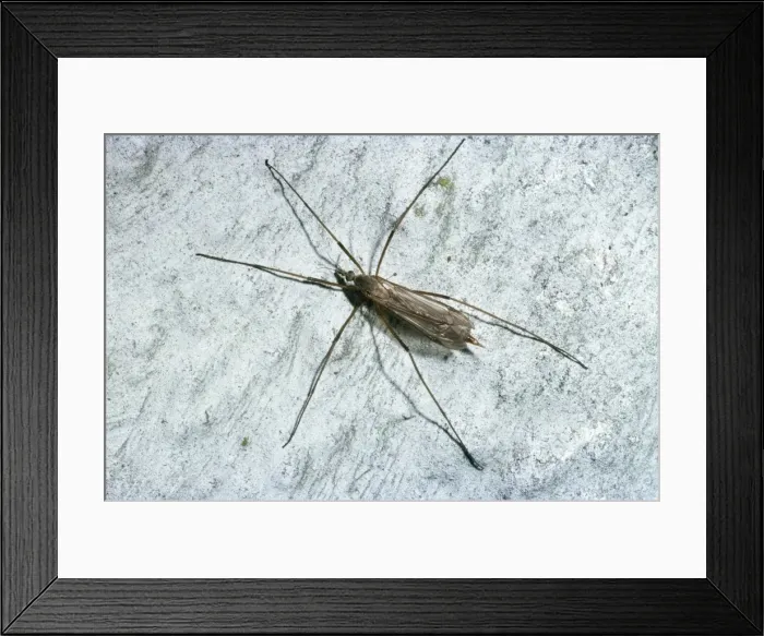 Framed Print : Winter Gnat