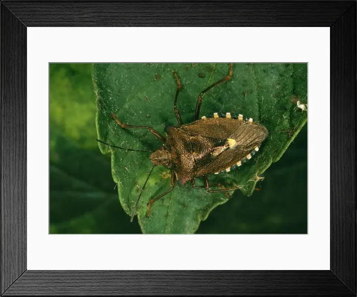 Framed Print : Common Sheild Bug In forest Framed Print : Common Sheild Bug In forest