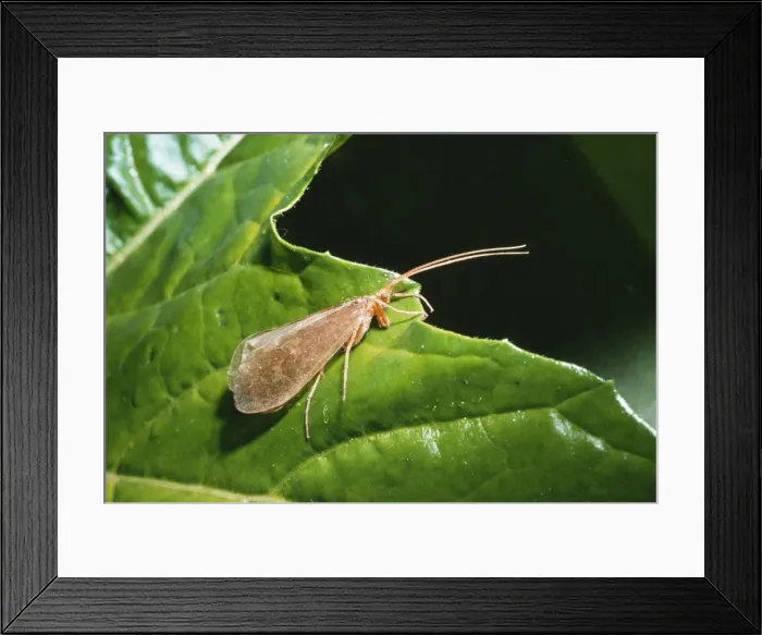 Framed Print : Caddis Fly Framed Print : Caddis Fly