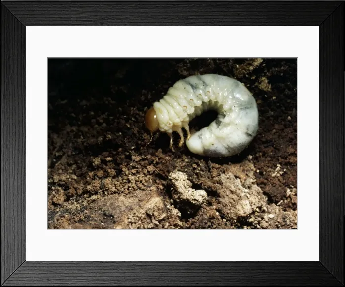 Framed Print : Larvae of Lesser Stag Beetle In rotting Beech stump Order: Coleoptera Framed Print : Larvae of Lesser Stag Beetle In rotting Beech stump Order: Coleoptera