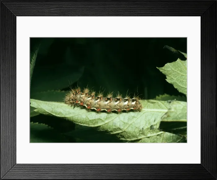 Framed Print : Brown-tail Moth Larva Hairs carry chemicals causing rash, temporary blindness Framed Print : Brown-tail Moth Larva Hairs carry chemicals causing rash, temporary blindness