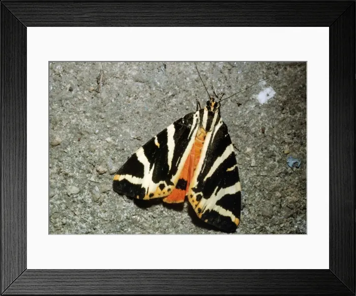 Framed Print : Jersey Tiger Moth Framed Print : Jersey Tiger Moth