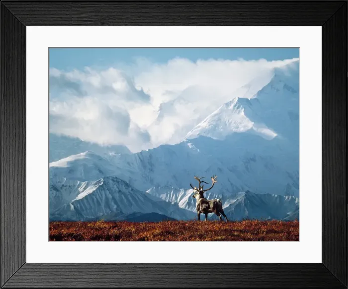 Framed Print : Reindeer / Caribou - with Mount McKinley in background Alaska Framed Print : Reindeer / Caribou - with Mount McKinley in background Alaska
