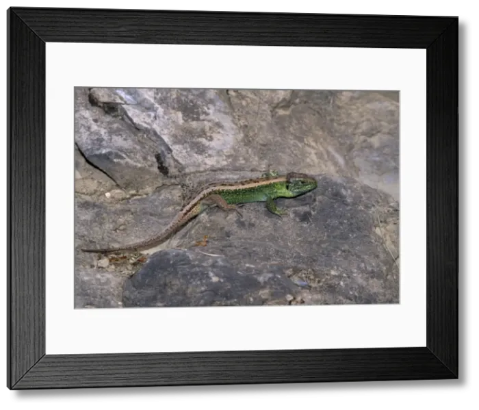 Framed Print : Sand Lizard - breeding colours, endangered in UK Framed Print : Sand Lizard - breeding colours, endangered in UK