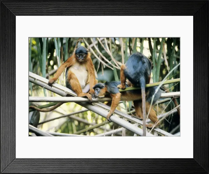 Framed Print : Red Colobus Monkey Gambia Framed Print : Red Colobus Monkey Gambia