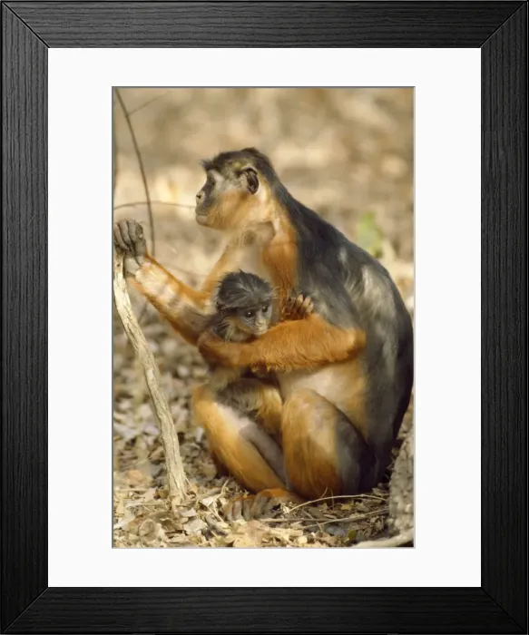 Framed Print : Red Colbus Monkey Gambia, West Africa Framed Print : Red Colbus Monkey Gambia, West Africa
