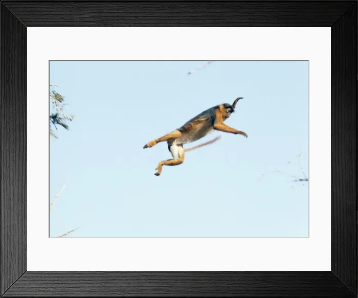 Framed Print : Colobus Monkey - leaping Gambia, Africa Framed Print : Colobus Monkey - leaping Gambia, Africa
