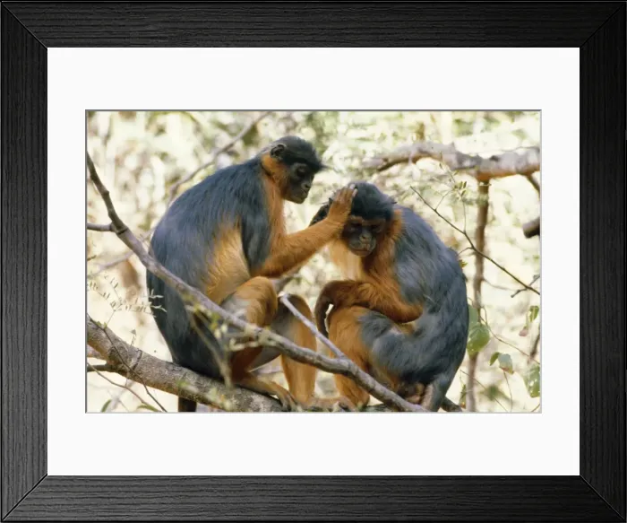 Framed Print : Red Colobus Monkey