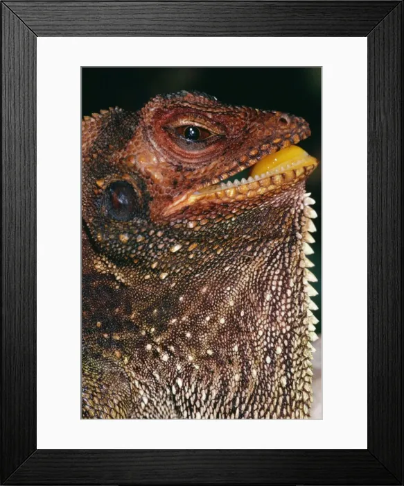 Framed Print : Forest Dragon Papua New Guinea Framed Print : Forest Dragon Papua New Guinea