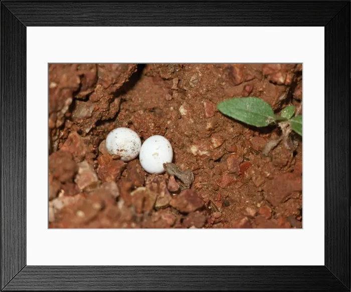 Framed Print : Skink Lizard Hard-shelled eggs Framed Print : Skink Lizard Hard-shelled eggs