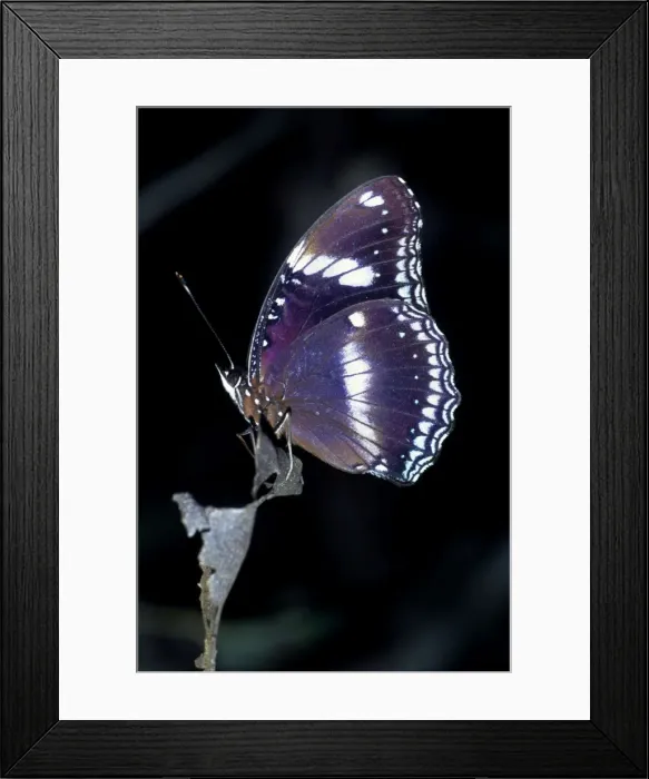 Framed Print : Common Eggfly Butterfly India, Pakistan, S. E. Asia, New Guinea, Indonesia Framed Print : Common Eggfly Butterfly India, Pakistan, S. E. Asia, New Guinea, Indonesia