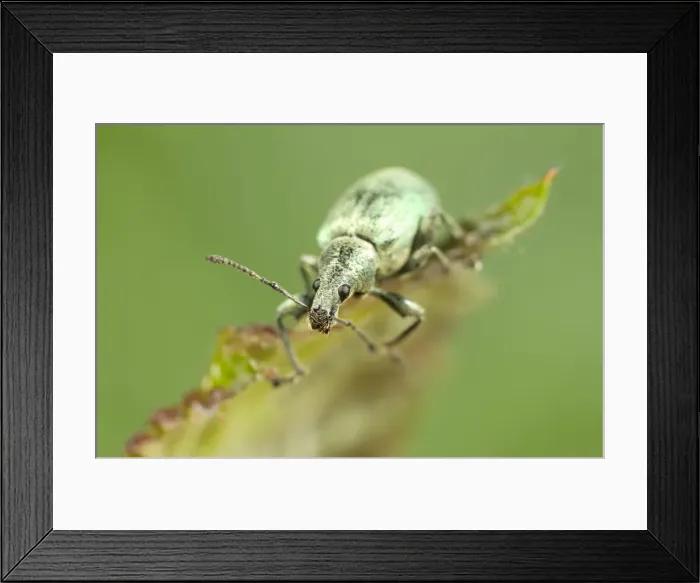 Framed Print : Green Weevil Norfolk UK Framed Print : Green Weevil Norfolk UK