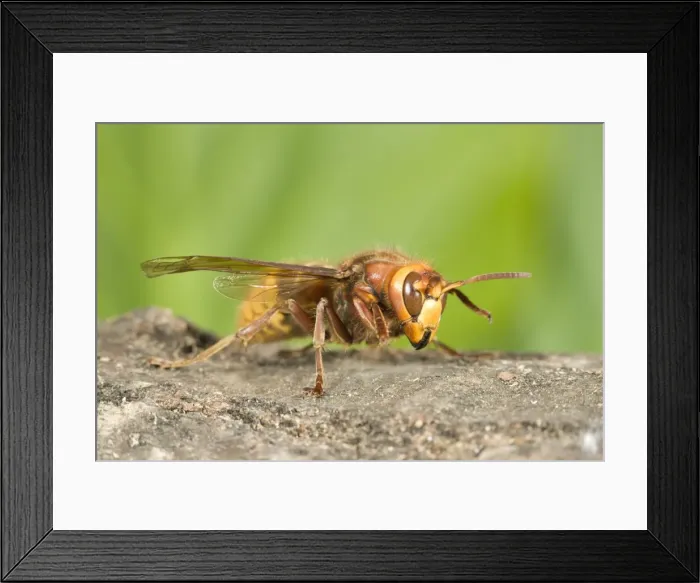 Framed Print : Queen Hornet UK Framed Print : Queen Hornet UK