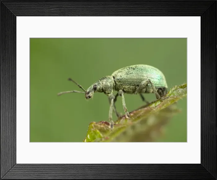 Framed Print : Green Weevil Norfolk UK Framed Print : Green Weevil Norfolk UK