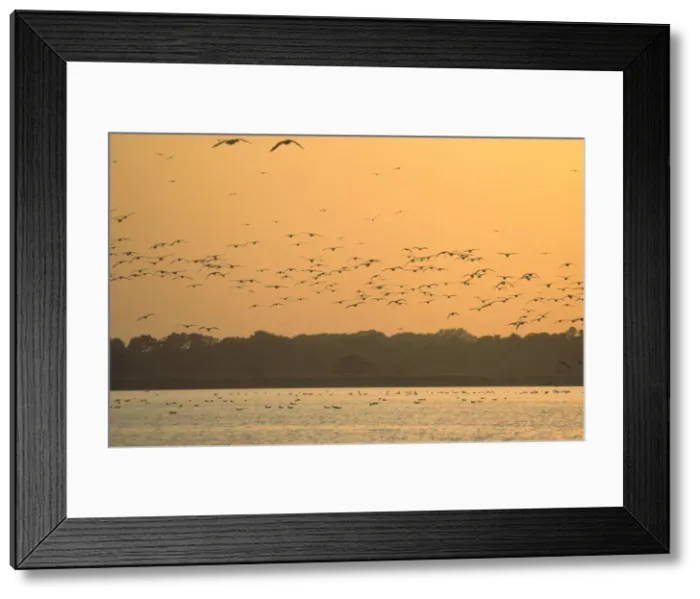 Framed Print : Seagull Flock in flight over Hickling Broad at Sunset Norfolk UK