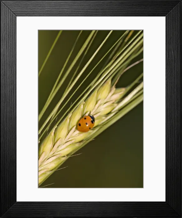 Framed Print : Ladybird - On barley seed head Norfolk UK Framed Print : Ladybird - On barley seed head Norfolk UK