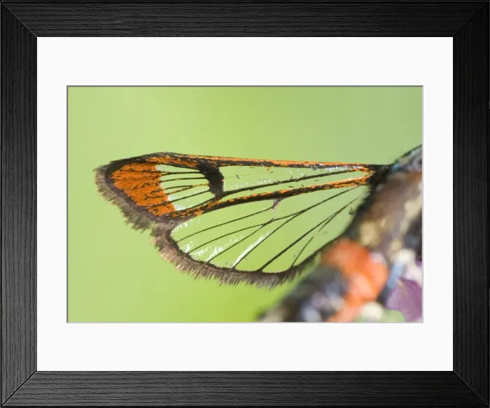 Framed Print : Red-tipped Clearwing Moth Close up of Wing Framed Print : Red-tipped Clearwing Moth Close up of Wing
