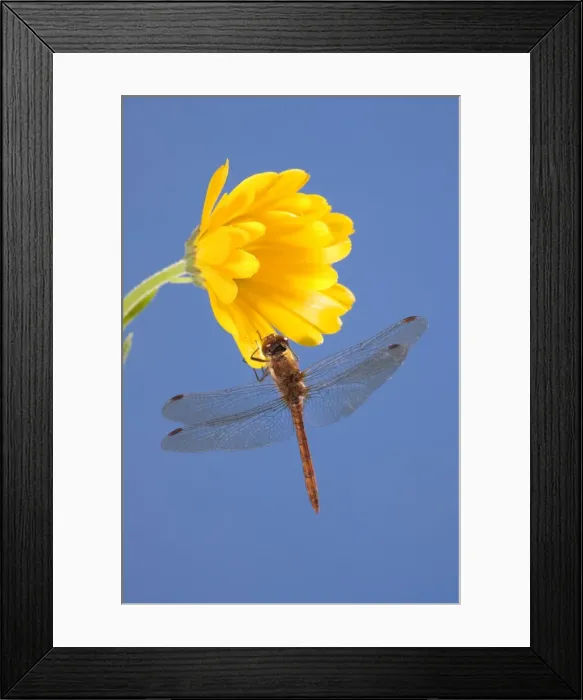 Framed Print : Common Darter Dragonfly Perched on calendula flower Norfolk UK Framed Print : Common Darter Dragonfly Perched on calendula flower Norfolk UK