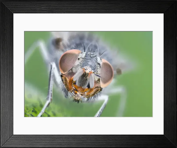 Framed Print : Muscidae Fly - Eyes and face EM manipulated effect