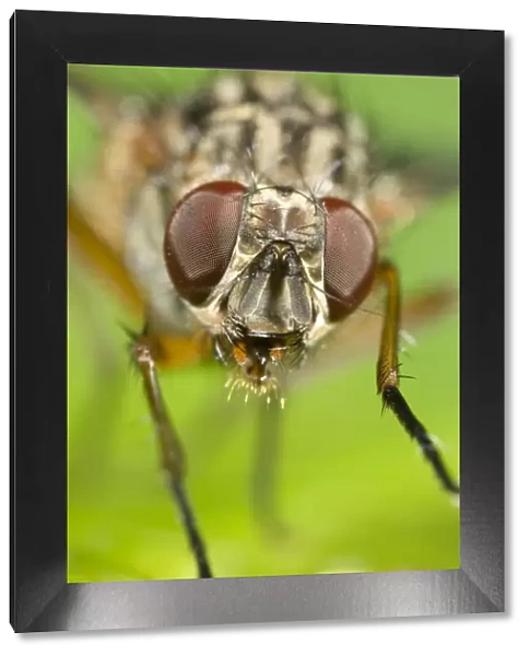 Muscidae Fly - Eyes and face Norfolk UK