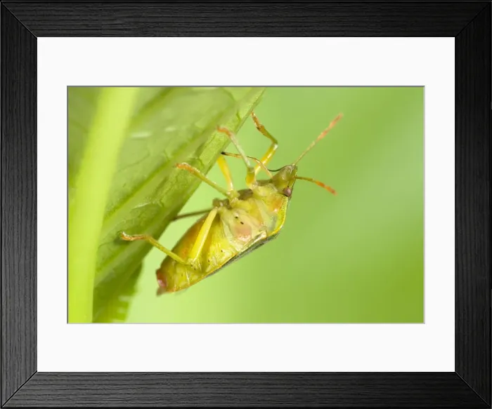 Framed Print : Green Shield Bug Norfolk UK