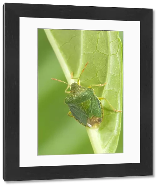 Green Shield Bug Norfolk UK