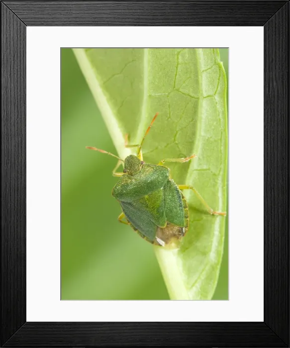 Framed Print : Green Shield Bug Norfolk UK Framed Print : Green Shield Bug Norfolk UK