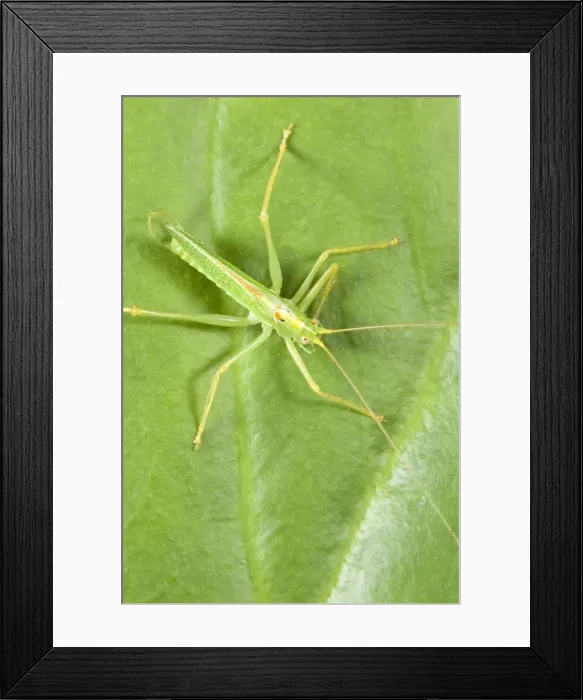 Framed Print : Oak Bush Cricket - Resting on Leaf Norfolk UK Framed Print : Oak Bush Cricket - Resting on Leaf Norfolk UK