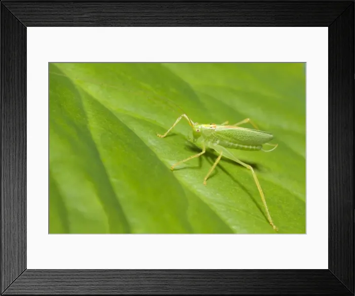 Framed Print : Oak Bush Cricket - Resting on Leaf Norfolk UK Framed Print : Oak Bush Cricket - Resting on Leaf Norfolk UK