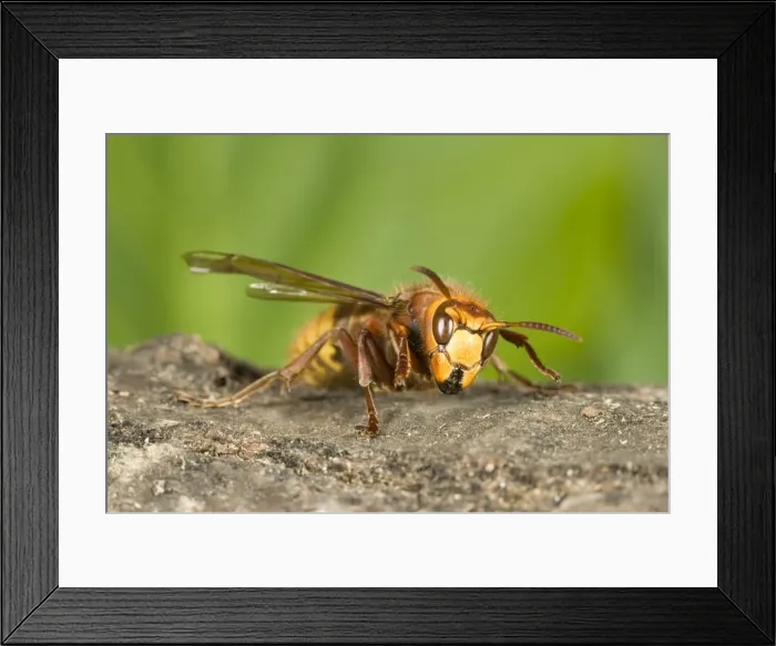 Framed Print : Hornet - Queen chewing wood for nest building Norfolk UK Framed Print : Hornet - Queen chewing wood for nest building Norfolk UK