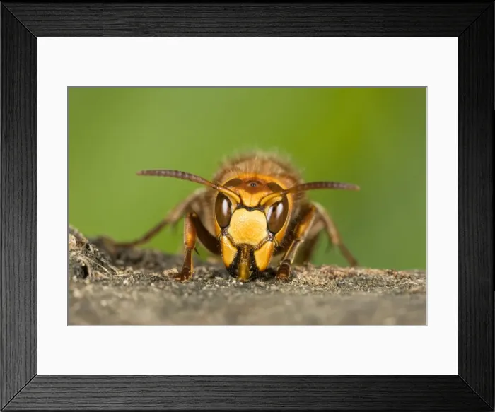 Framed Print : Hornet - Queen chewing wood for nest building Norfolk UK Framed Print : Hornet - Queen chewing wood for nest building Norfolk UK