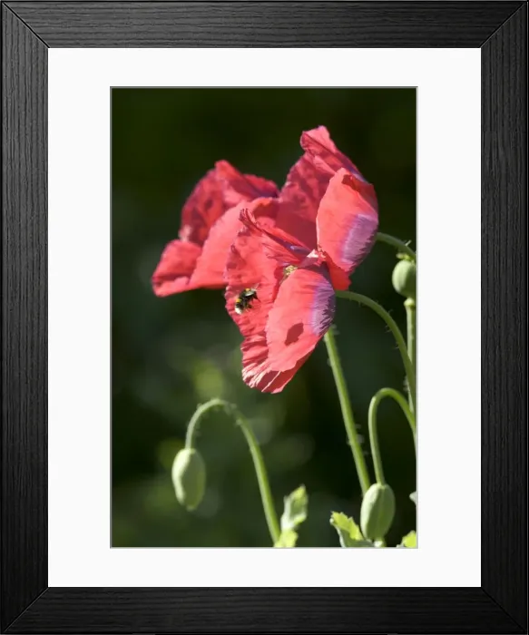 Framed Print : Bumble Bee - approaching opium poppy flower Norfolk UK Framed Print : Bumble Bee - approaching opium poppy flower Norfolk UK