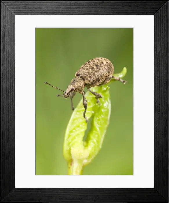 Framed Print : Weevil - on leaf bud Norfolk UK