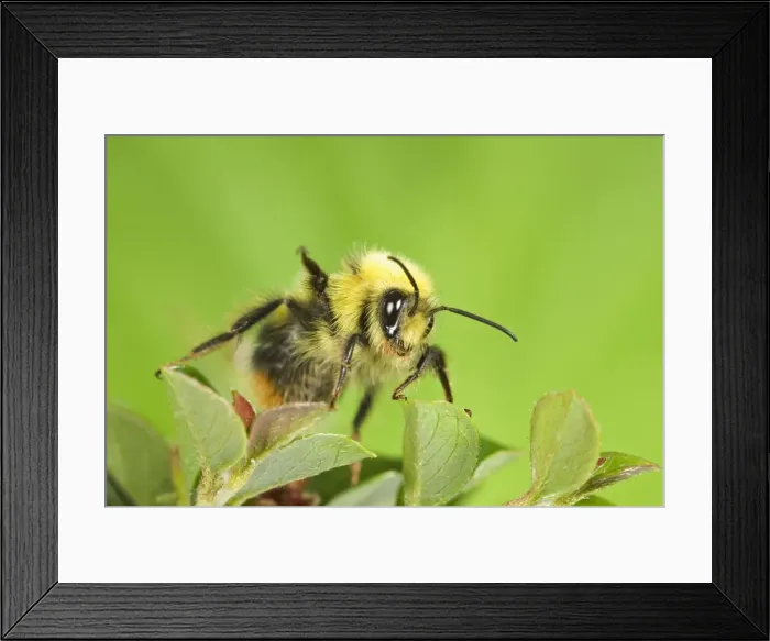Framed Print : Bumble Bee - on cotoneaster leaves Norfolk UK