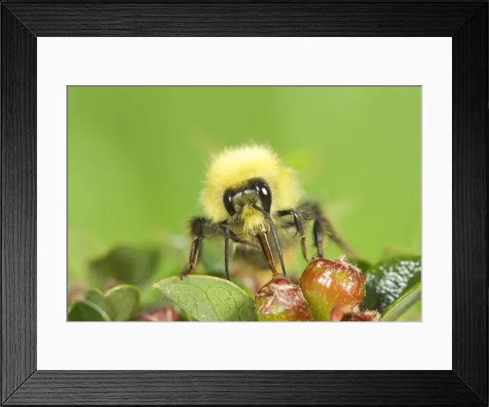 Framed Print : Bumble Bee - feeding from cotoneaster flowers Norfolk UK