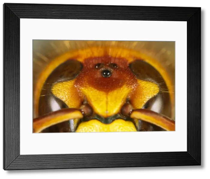 Framed Print : Eyes of Hornet Framed Print : Eyes of Hornet