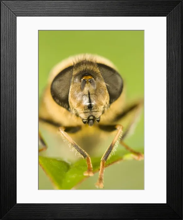 Framed Print : Drone-fly Close up of Face and Eyes Framed Print : Drone-fly Close up of Face and Eyes