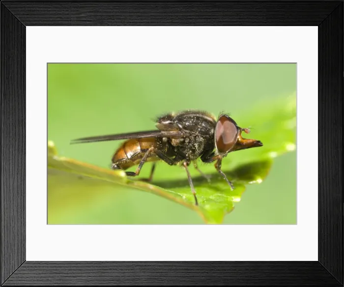 Framed Print : Hover Fly - showing snout Norfolk UK Framed Print : Hover Fly - showing snout Norfolk UK